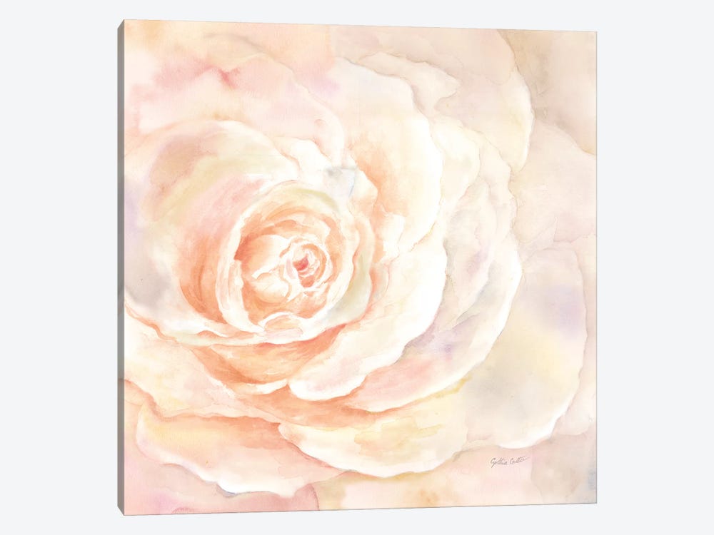 Blush Rose Closeup I by Cynthia Coulter 1-piece Canvas Print