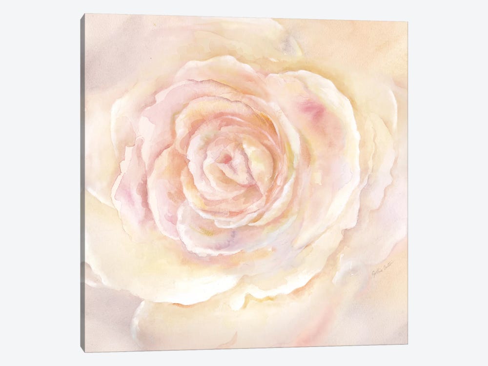 Blush Rose Closeup II by Cynthia Coulter 1-piece Canvas Wall Art