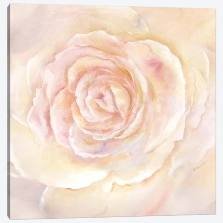 Blush Rose Closeup II Canvas Print #CYN6} by Cynthia Coulter Canvas Art Print