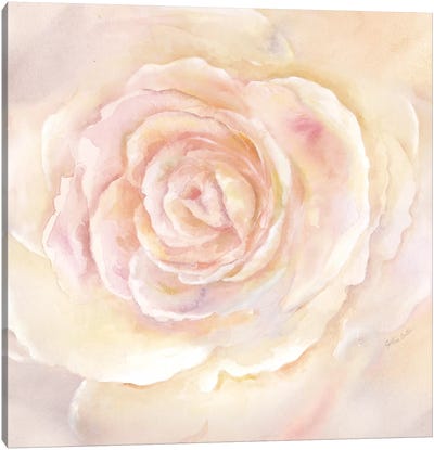 Blush Rose Closeup II Canvas Art Print - Cynthia Coulter
