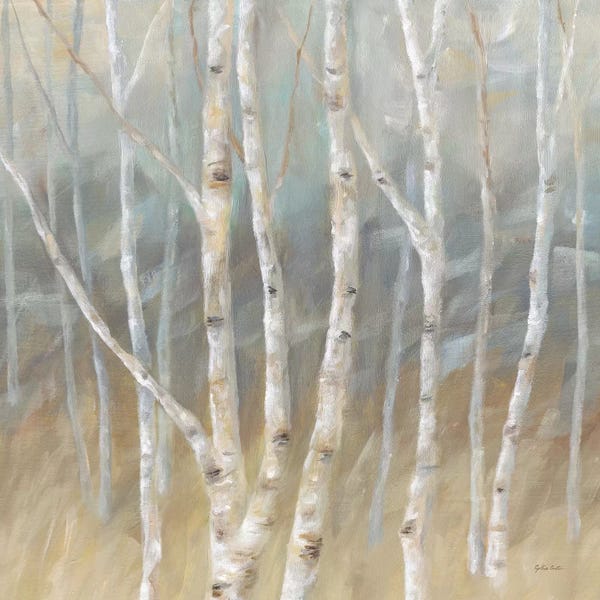 Birch Trees: Silver Birch Square by Cynthia Coulter