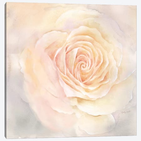 Blush Rose Closeup III Canvas Print #CYN7} by Cynthia Coulter Canvas Art Print