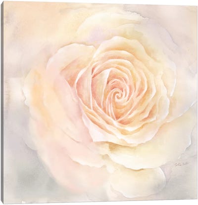 Blush Rose Closeup III Canvas Art Print - Cynthia Coulter