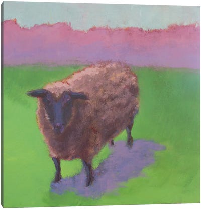 Pasture Sheep Canvas Art Print