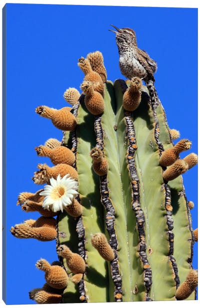 Cactus Wren Singing Atop Cardon Cactus, El Vizcaino Biosphere Reserve, Mexico Canvas Art Print - Wren Art
