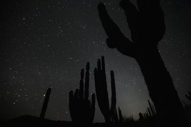 Cardon Cacti By Night With Stars, El Vizcaino Biosphere Reserve, Mexico