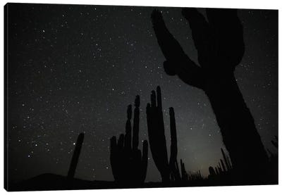 Cardon Cacti By Night With Stars, El Vizcaino Biosphere Reserve, Mexico Canvas Art Print