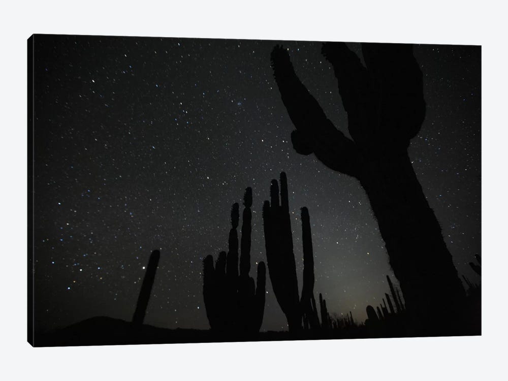 Cardon Cacti By Night With Stars, El Vizcaino Biosphere Reserve, Mexico by Cyril Ruoso 1-piece Canvas Wall Art
