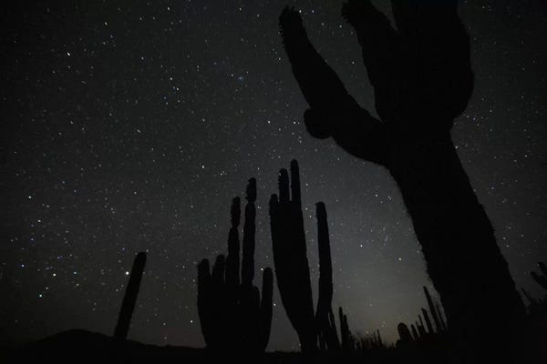 Cacti: Cardon Cacti By Night With Stars, El Vizcaino Biosphere Reserve, Mexico by Cyril Ruoso