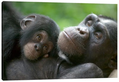 Chimpanzee Adult Female And Infant, Pandrillus Drill Sanctuary, Nigeria Canvas Art Print - Cyril Ruoso