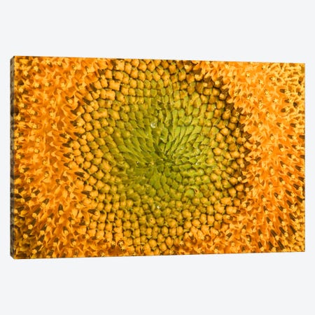 Common Sunflower Close Up Showing Anthers Covered With Pollen, Bourgogne, France Canvas Print #CYR13} by Cyril Ruoso Canvas Print