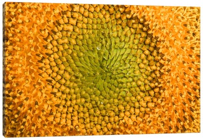 Common Sunflower Close Up Showing Anthers Covered With Pollen, Bourgogne, France Canvas Art Print - Cyril Ruoso