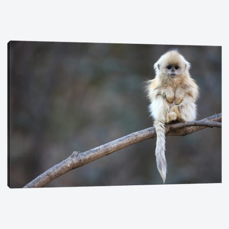 Golden Snub-Nosed Monkey Juvenile, Qinling Mountains, China Canvas Print #CYR15} by Cyril Ruoso Canvas Wall Art