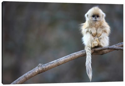 Golden Snub-Nosed Monkey Juvenile, Qinling Mountains, China Canvas Art Print - Cyril Ruoso