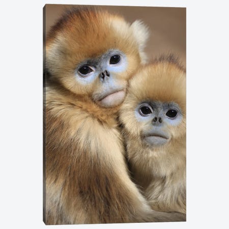 Golden Snub-Nosed Monkey Juveniles Huddled Up Against Each Other To Keep Warm, Qinling Mountains, China Canvas Print #CYR16} by Cyril Ruoso Canvas Wall Art