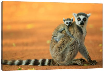 Ring-Tailed Lemur Mother With Baby Clinging To Her Back, Vulnerable, Berenty Private Reserve, Madagascar Canvas Art Print - Cyril Ruoso