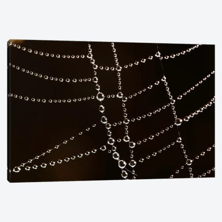 Spider Web With Beads Of Dew, France Canvas Print #CYR21} by Cyril Ruoso Canvas Art