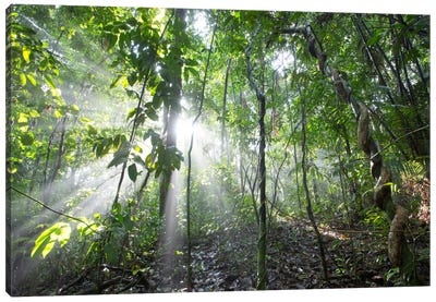 Sun Shining In Tropical Rainforest, Barro Colorado Island, Panama Canvas Art Print