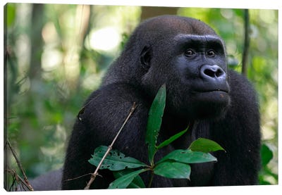 Fifteen Year Old Silverback Western Lowland Gorilla, Bateke Plateau National Park, Gabon Canvas Art Print