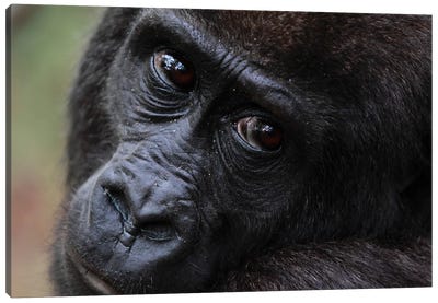 Close-Up Of A Five Year Old Orphan Western Lowland Gorilla, Bateke Plateau National Park, Gabon Canvas Art Print - Cyril Ruoso