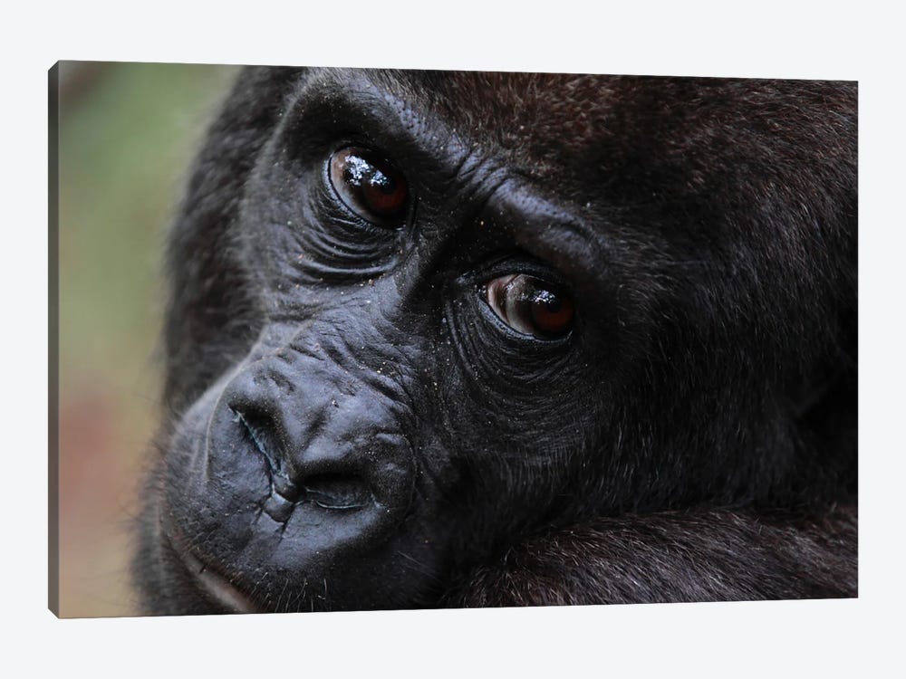 Close-Up Of A Five Year Old Orphan Western Lowland Gorilla, Bateke Plateau National Park, Gabon 1-piece Art Print
