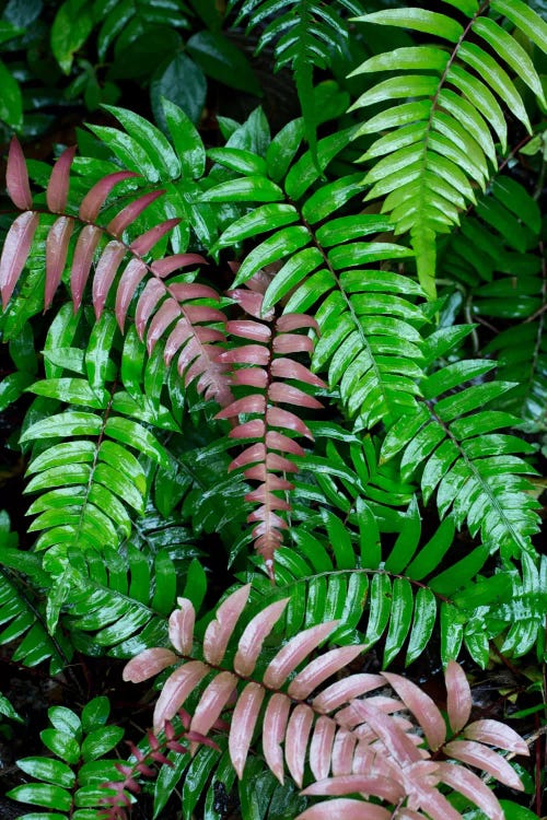 Wet Fern Fronds In Tropical Rainforest, Barro Colorado Island, Panama