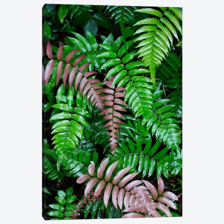 Wet Fern Fronds In Tropical Rainforest, Barro Colorado Island, Panama Canvas Print #CYR26} by Cyril Ruoso Art Print