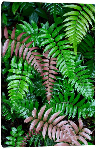 Wet Fern Fronds In Tropical Rainforest, Barro Colorado Island, Panama Canvas Art Print - Ferns