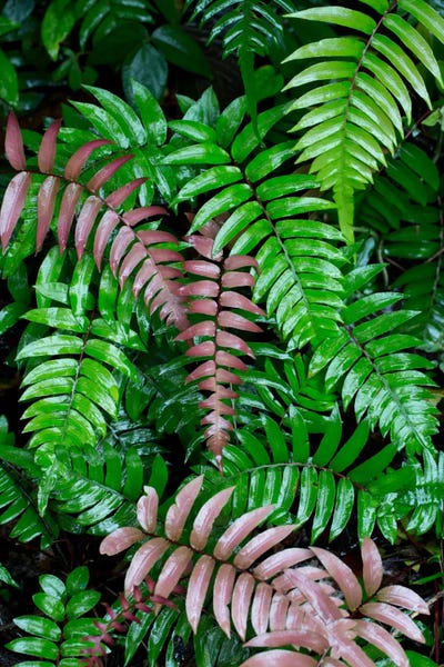 Ferns: Wet Fern Fronds In Tropical Rainforest, Barro Colorado Island, Panama by Cyril Ruoso