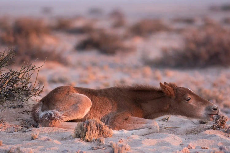 namib desert animals