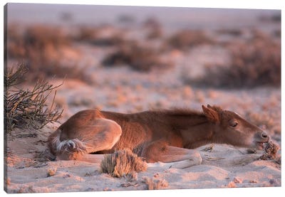 Namib Desert Horse Foal Feeding On Shrub In Desert, Namib-Naukluft National Park, Namibia Canvas Art Print