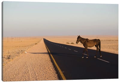 Namib Desert Horse On Road In Desert, Namib-Naukluft National Park, Namibia Canvas Art Print