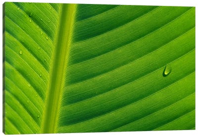 Banana Close Up Of Leaf With Water Droplets, Rwanda Canvas Art Print
