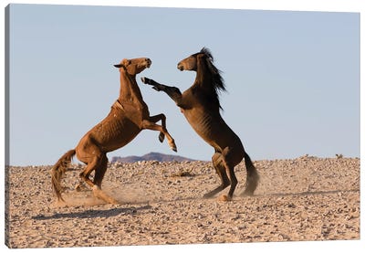 Namib Desert Horse Stallions Fighting In Desert, Namib-Naukluft National Park, Namibia Canvas Art Print