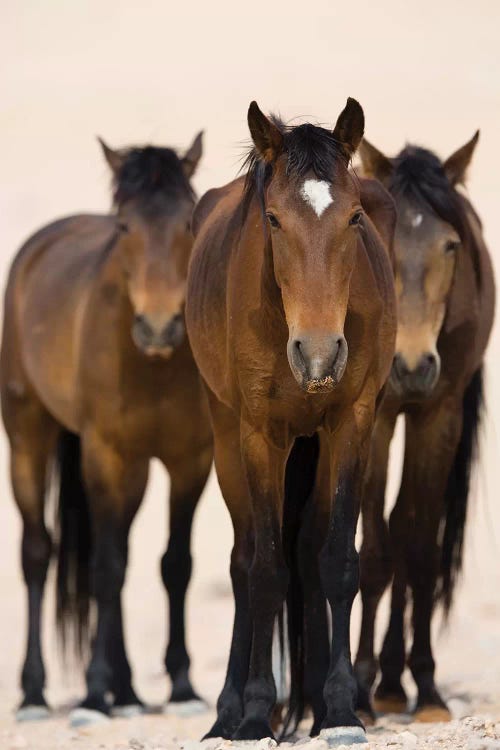 Namib Desert Horse Trio, Namib-Naukluft National Park, Namibia