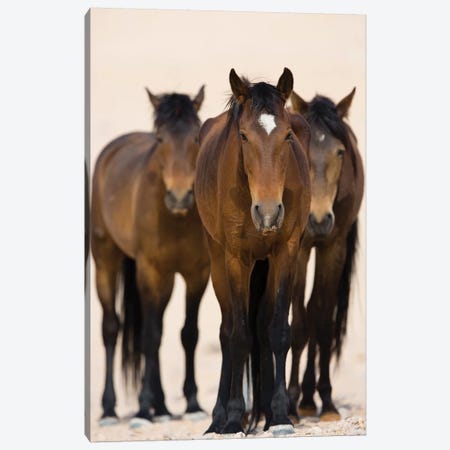 Namib Desert Horse Trio, Namib-Naukluft National Park, Namibia Canvas Print #CYR32} by Cyril Ruoso Canvas Print