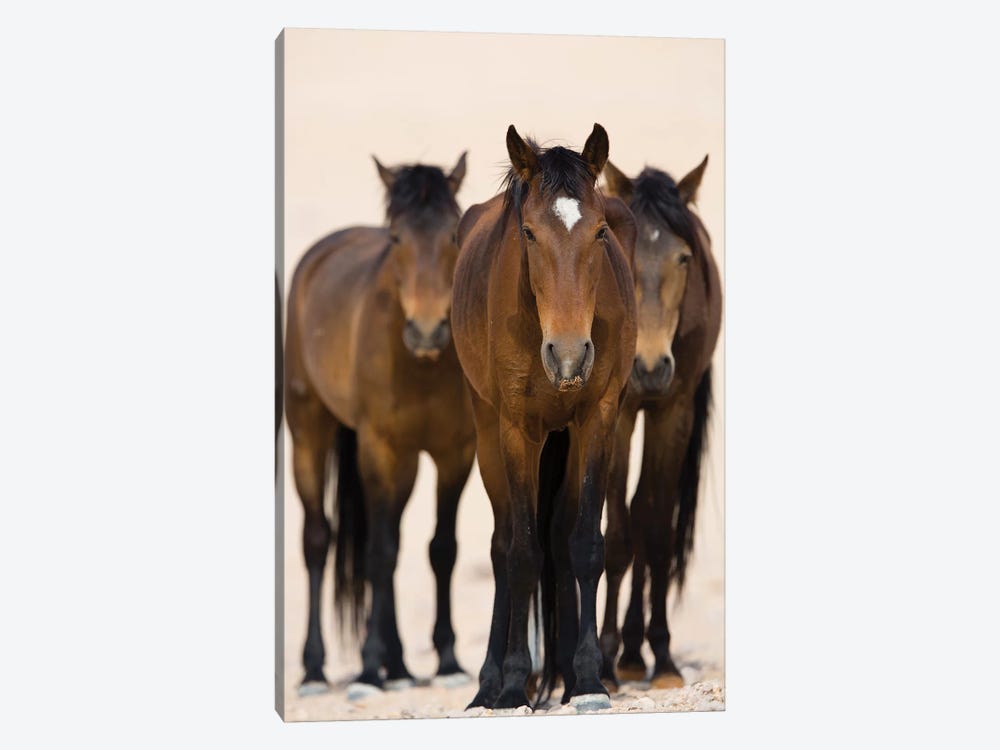Namib Desert Horse Trio, Namib-Naukluft National Park, Namibia by Cyril Ruoso 1-piece Canvas Print
