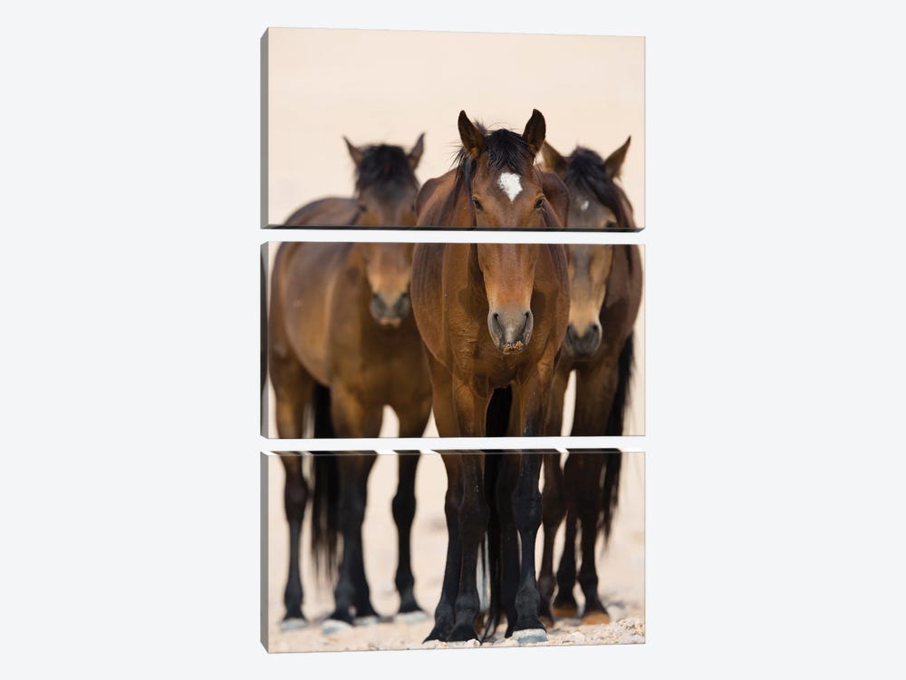 Namib Desert Horse Trio, Namib-Naukluft National Park, Namibia by Cyril Ruoso 3-piece Art Print