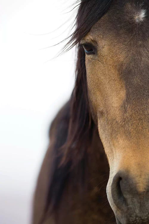 Namib Desert Horse, Namib-Naukluft National Park, Namibia