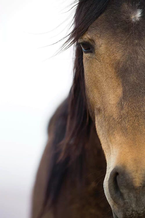 Namib Desert Horse, Namib-Naukluft National Park, Namibia by Cyril Ruoso wall art