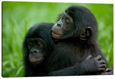 Bonobo Pair Of Orphans Hugging, Sanctuary Lola Ya Bonobo, Democratic Republic Of The Congo Canvas Art Print - Cyril Ruoso