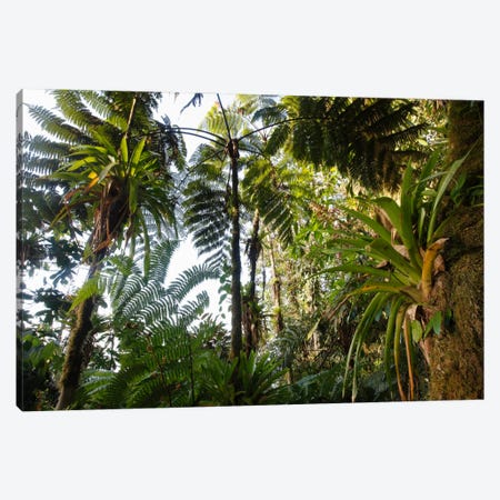 Bromeliad And Tree Fern At 1600 Meters Altitude In Tropical Rainforest, Sierra Nevada De Santa Marta National Park, Colombia I Canvas Print #CYR4} by Cyril Ruoso Canvas Art