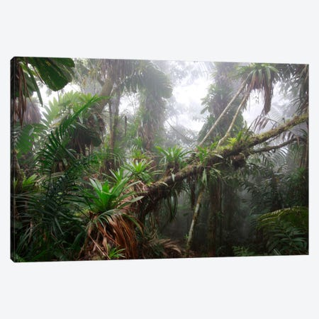 Bromeliad And Tree Fern At 1600 Meters Altitude In Tropical Rainforest, Sierra Nevada De Santa Marta National Park, Colombia II Canvas Print #CYR5} by Cyril Ruoso Canvas Artwork