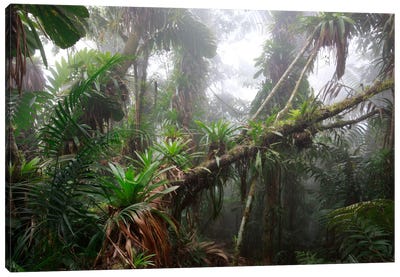 Bromeliad And Tree Fern At 1600 Meters Altitude In Tropical Rainforest, Sierra Nevada De Santa Marta National Park, Colombia II Canvas Art Print