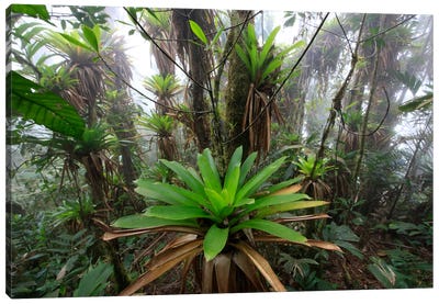 Bromeliad And Tree Fern At 1600 Meters Altitude In Tropical Rainforest, Sierra Nevada De Santa Marta National Park, Colombia IV Canvas Art Print - Cyril Ruoso