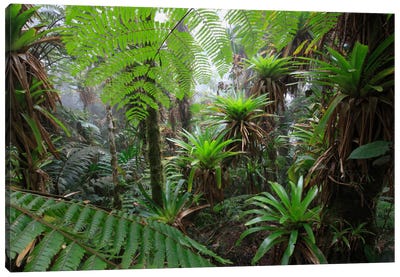 Bromeliad And Tree Fern At 1600 Meters Altitude In Tropical Rainforest, Sierra Nevada De Santa Marta National Park, Colombia V Canvas Art Print - Cyril Ruoso