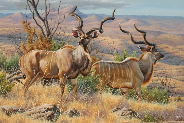 Kudu Bulls