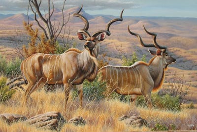 Antelopes