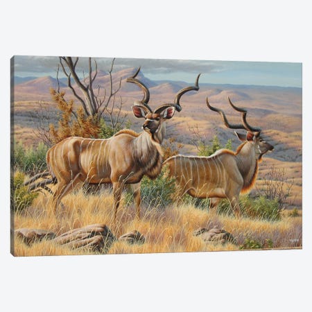Kudu Bulls Canvas Print #CYT112} by Cynthie Fisher Canvas Artwork