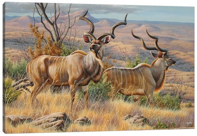 Kudu Bulls Canvas Art Print - Antelope Art